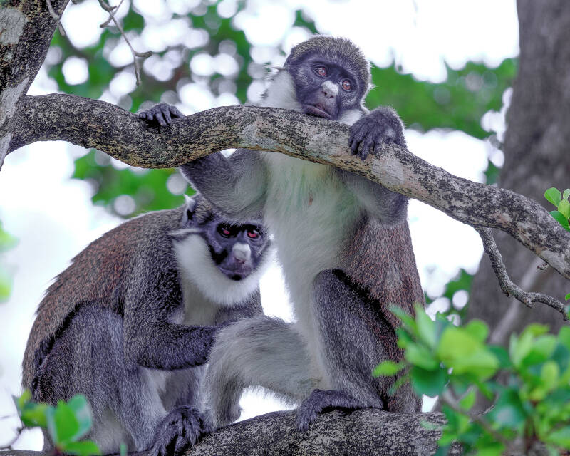 Lesser Spot-Nosed Guenon (1)