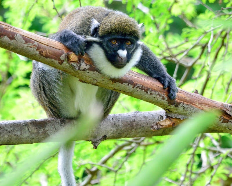 Lesser Spot-Nosed Guenon (2)