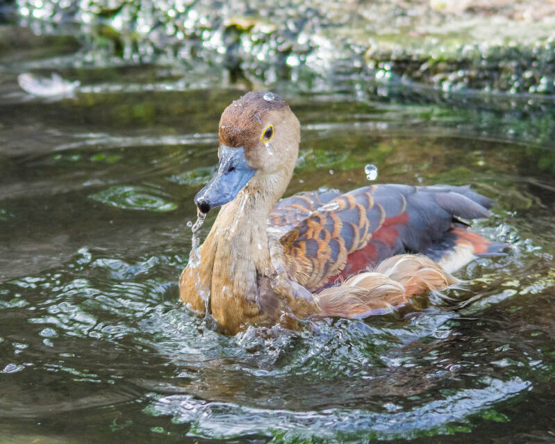 Lesser Whistling Duck (1)