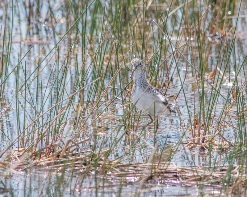 Lesser Yellowlegs (1)