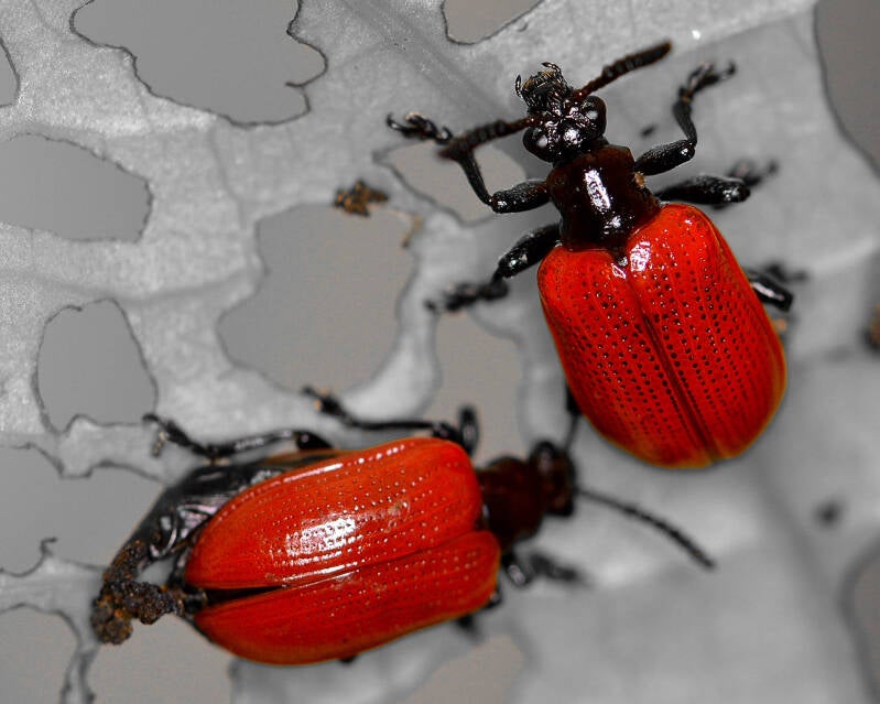 L. cheni Air Potato Leaf Beetle (2)