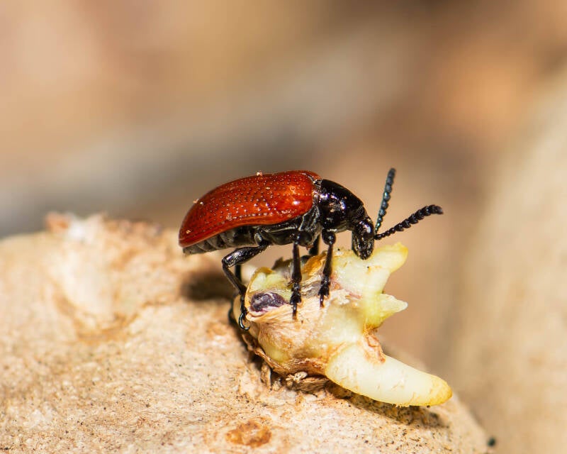 Air Potato Beetle - L. egena (1)
