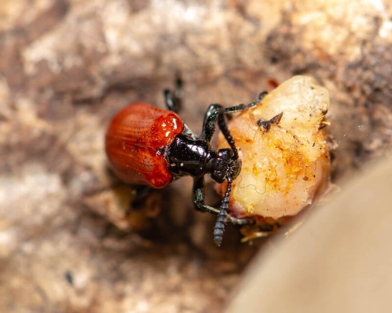 Air Potato Beetle - L. egena (2)