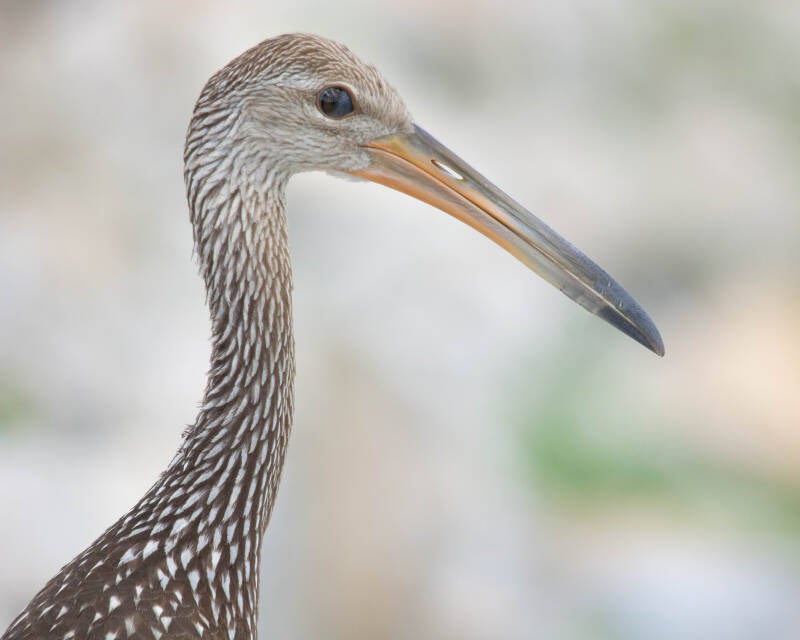 Limpkin (6)