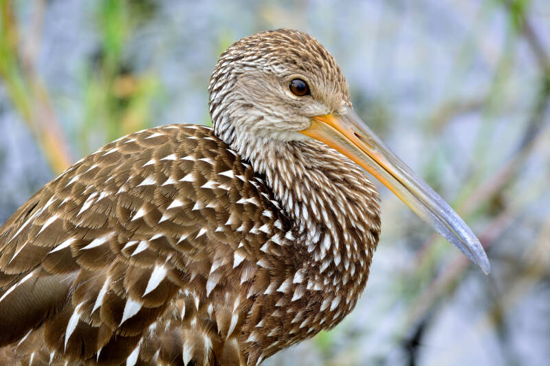 Limpkin (4)