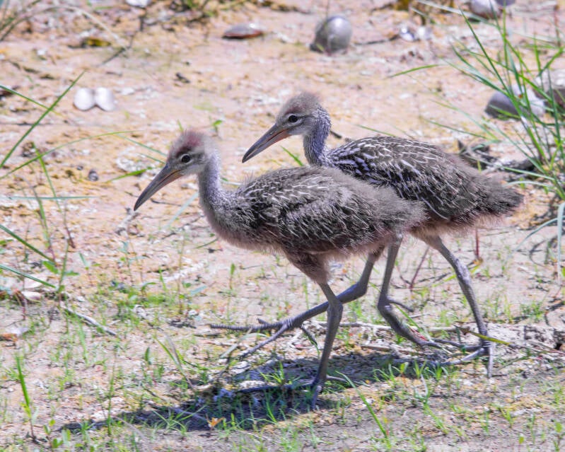 Limpkin (7)