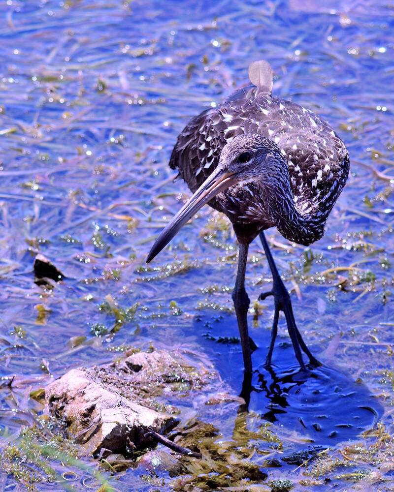 Limpkin (5)