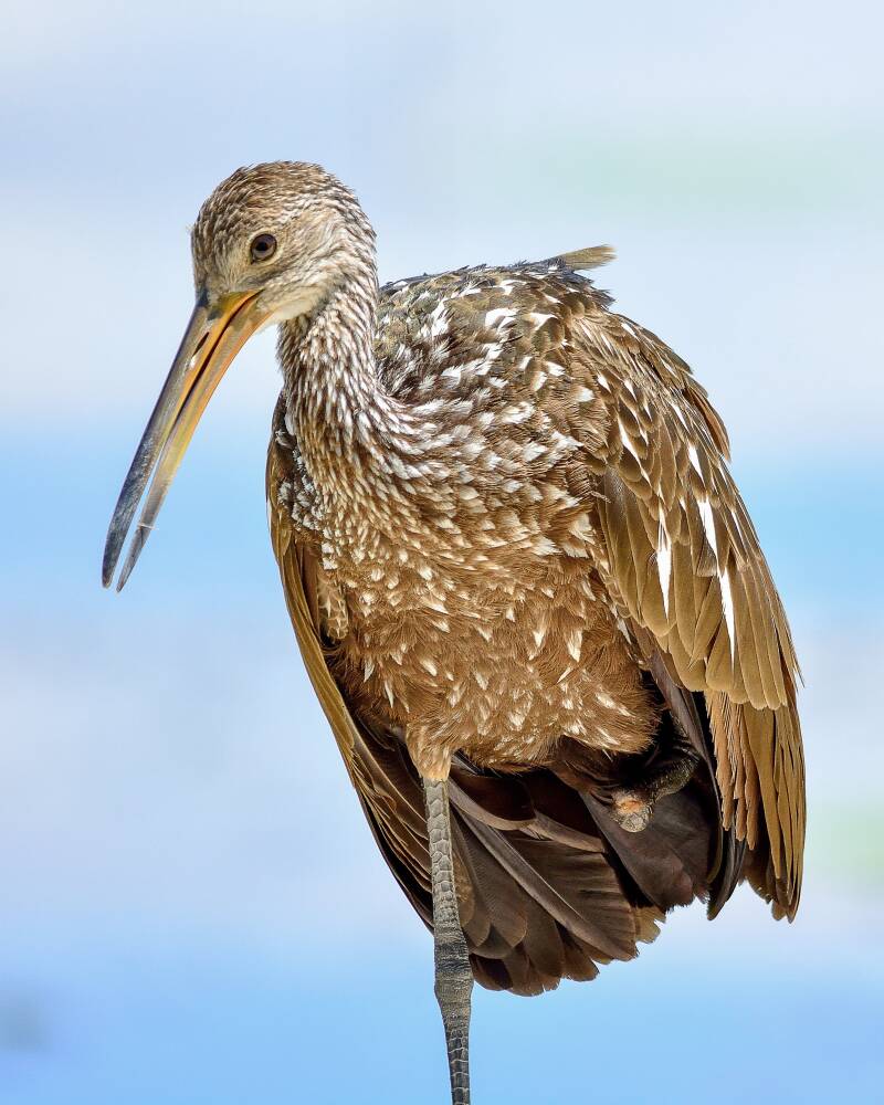 Limpkin (1)