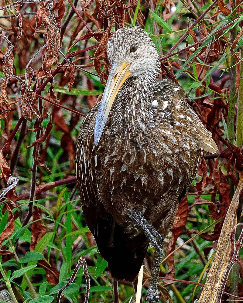 Limpkin (2)