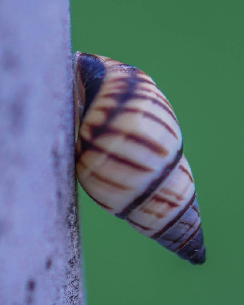 Lined Tree Snail (1)