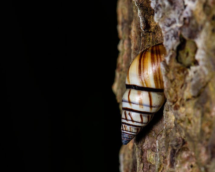 Lined Tree Snail (3)