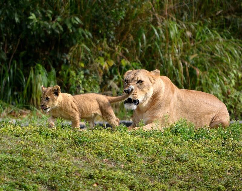 African Lion (14)