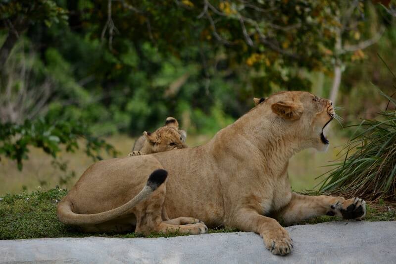 African Lion (21)