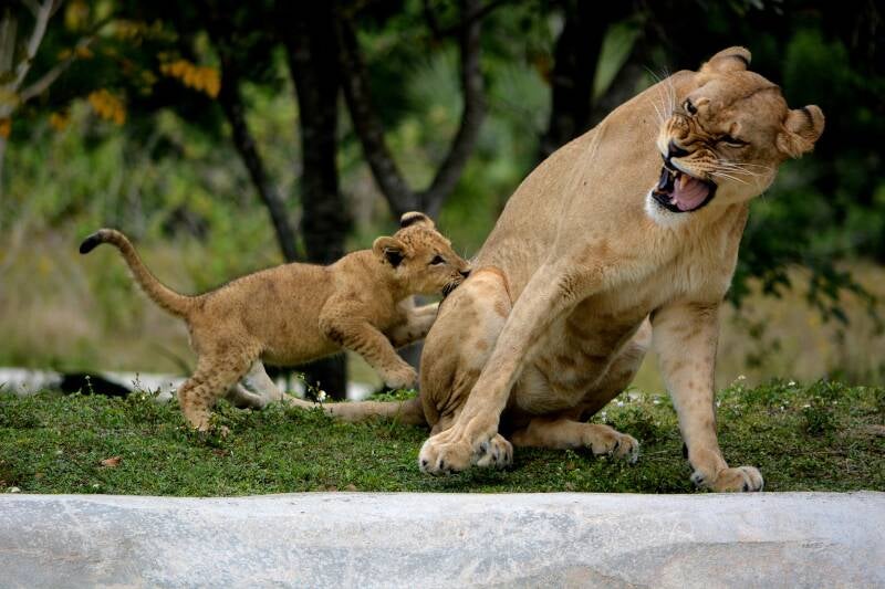 African Lion (8)