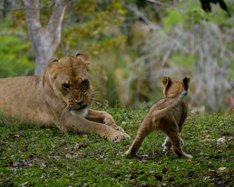African Lion (9)
