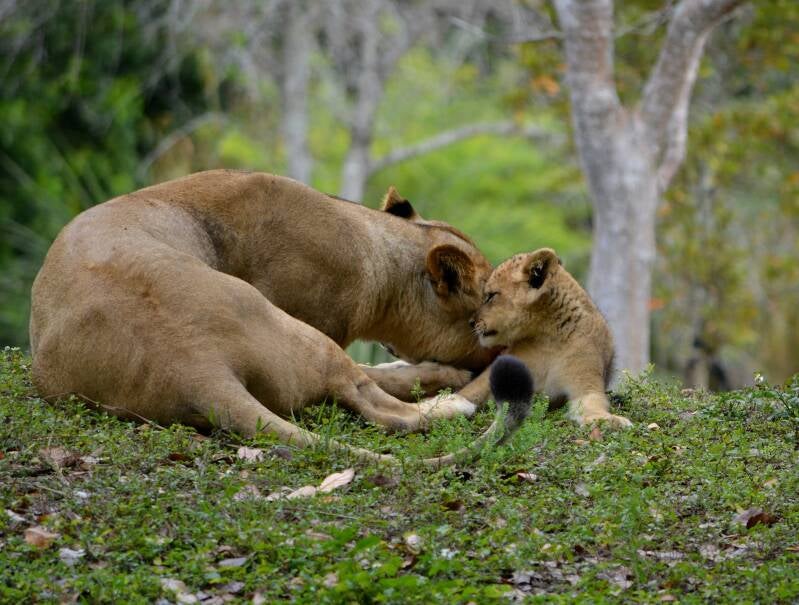 African Lion (10)