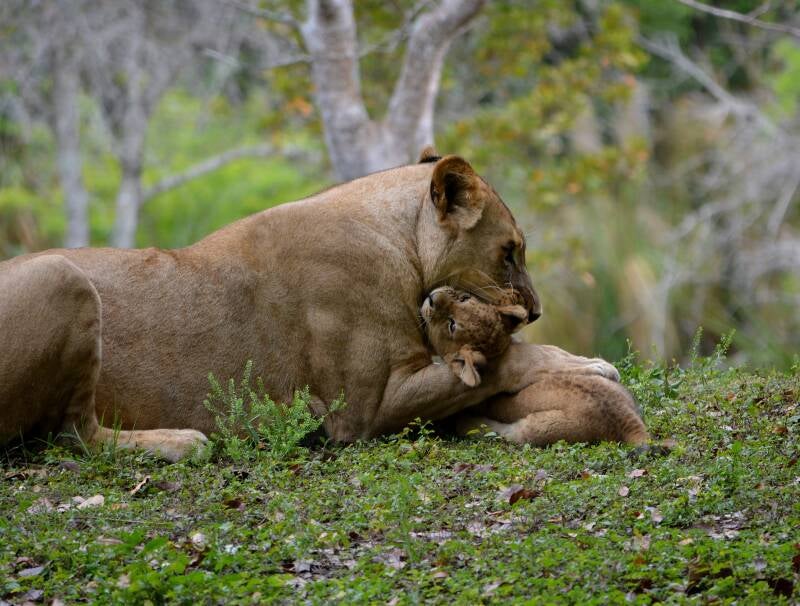 African Lion (11)