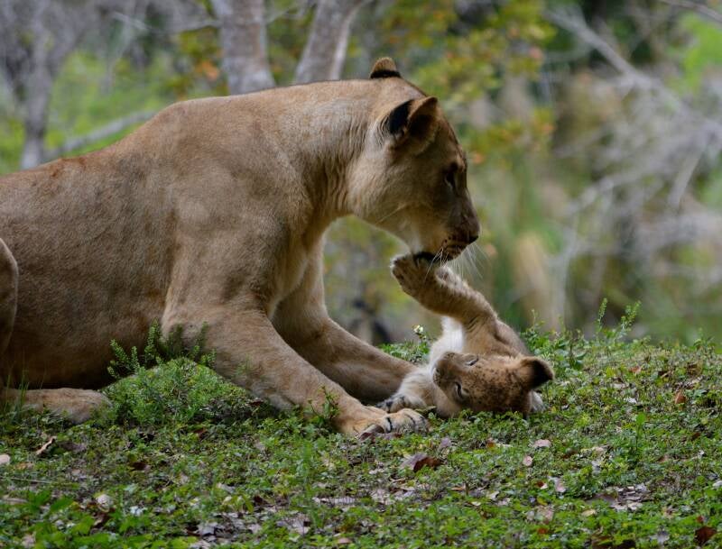 African Lion (12)