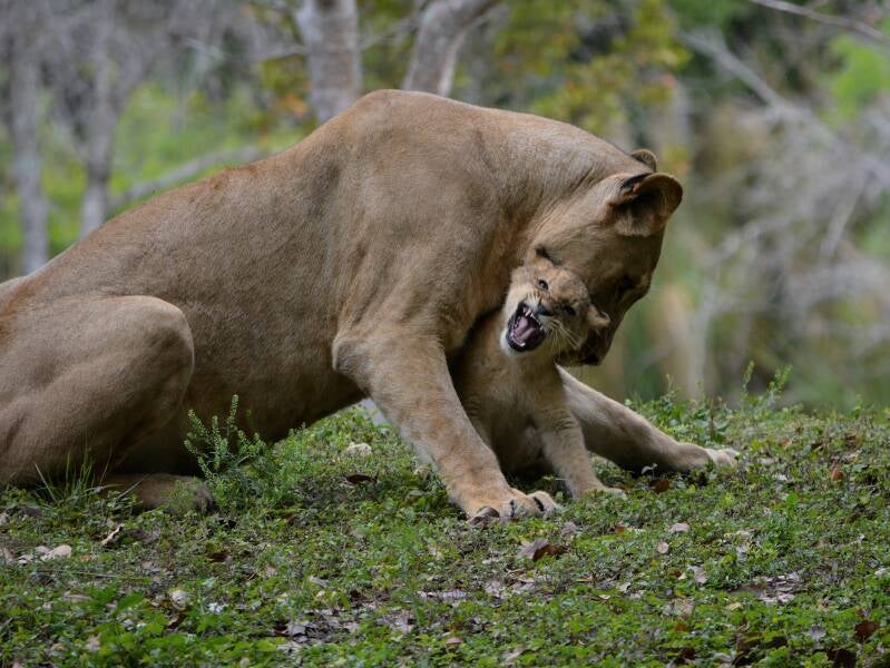 African Lion (13)