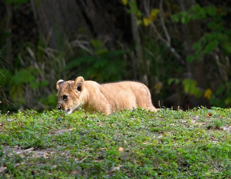 African Lion (15)