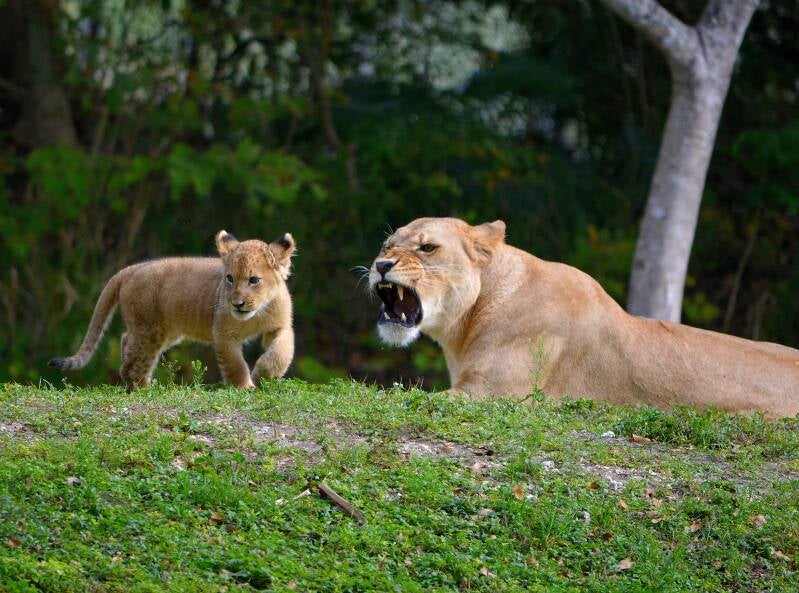 African Lion (16)