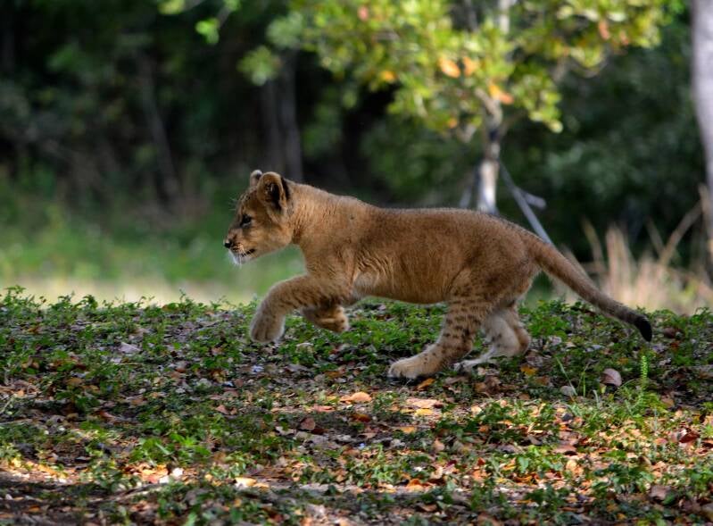 African Lion (17)