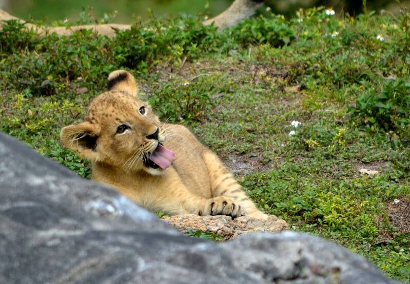 African Lion (18)
