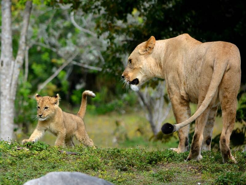 African Lion (19)