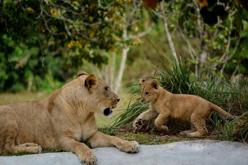 African Lion (20)