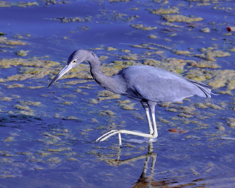 Little Blue Heron (2)