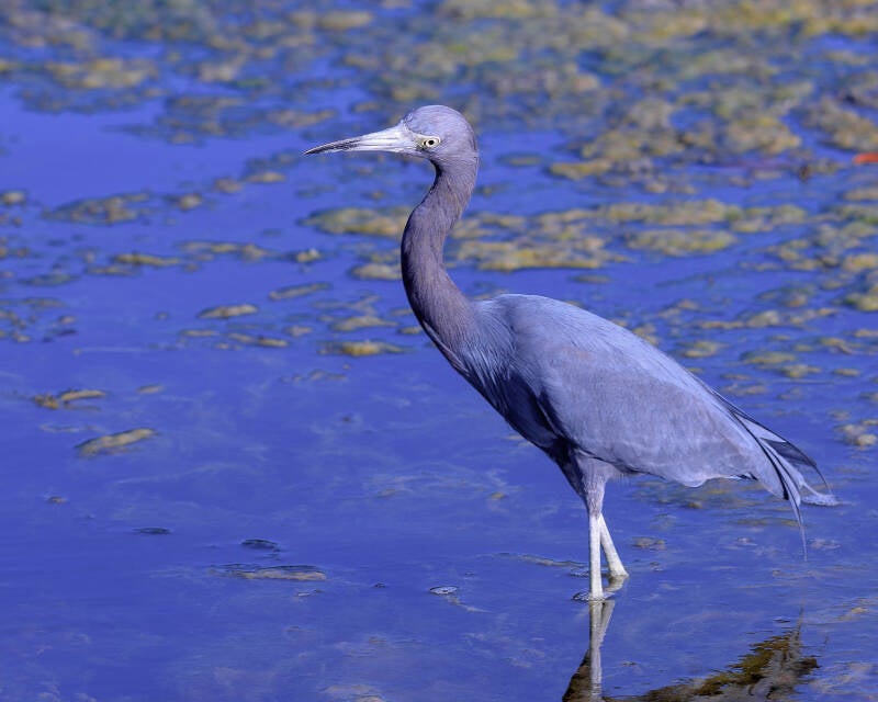 Little Blue Heron (3)