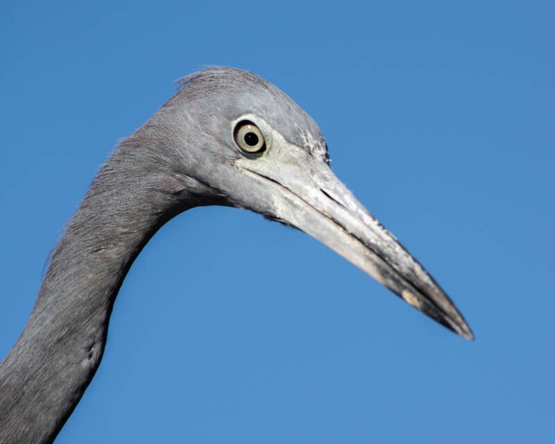 Little Blue Heron (7)