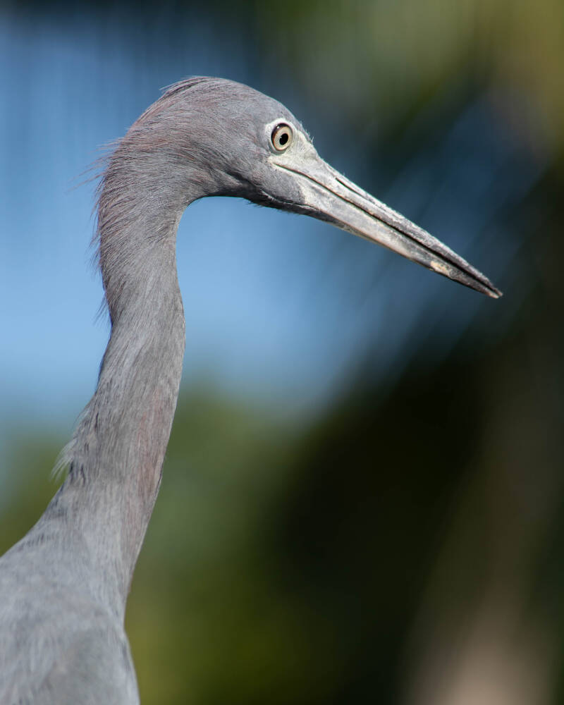 Little Blue Heron (8)