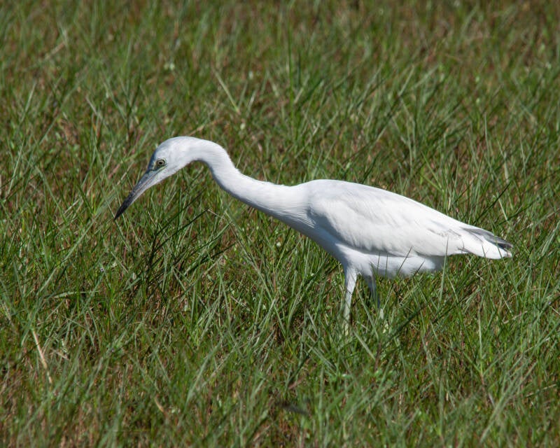 Little Blue Heron (1)