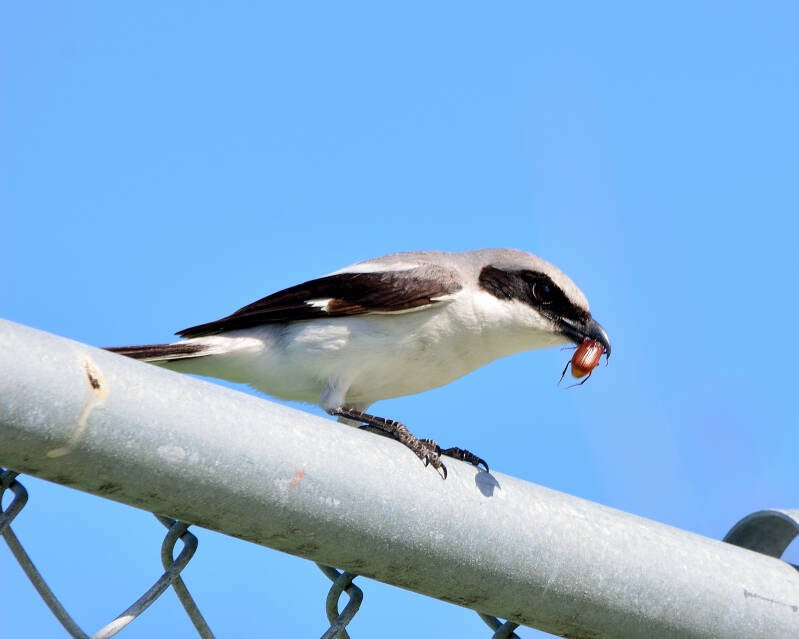 Loggerhead Shrike (2)