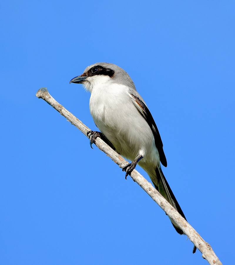 Loggerhead Shrike (1)
