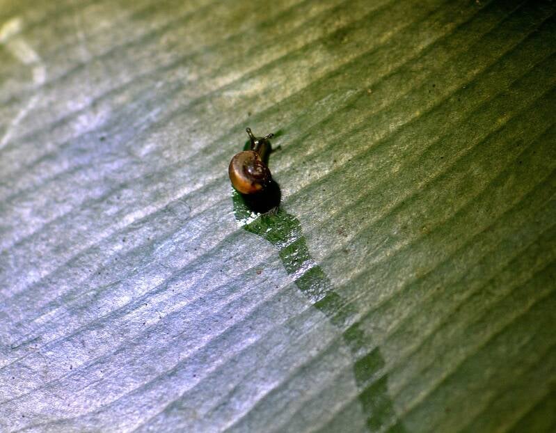 Snail (1)