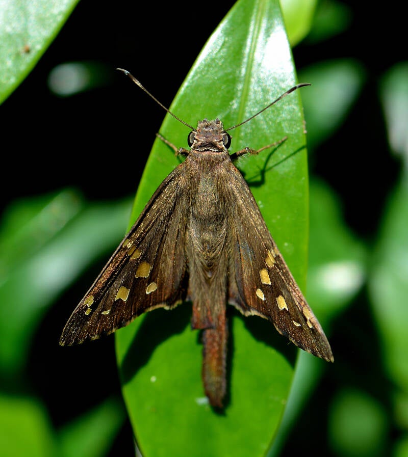 Long-Tailed Skipper (4)