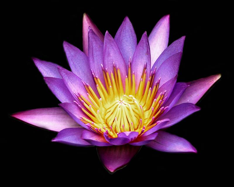 Lotus (1)