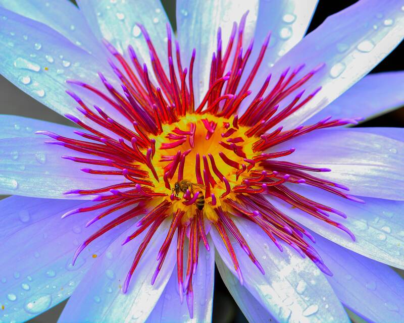 Lotus (2)