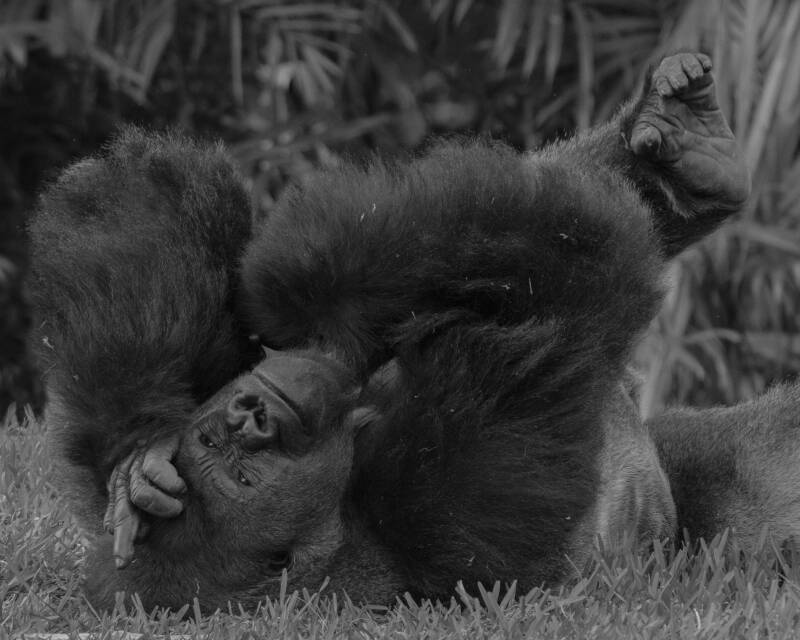 Lowland Gorilla (1)