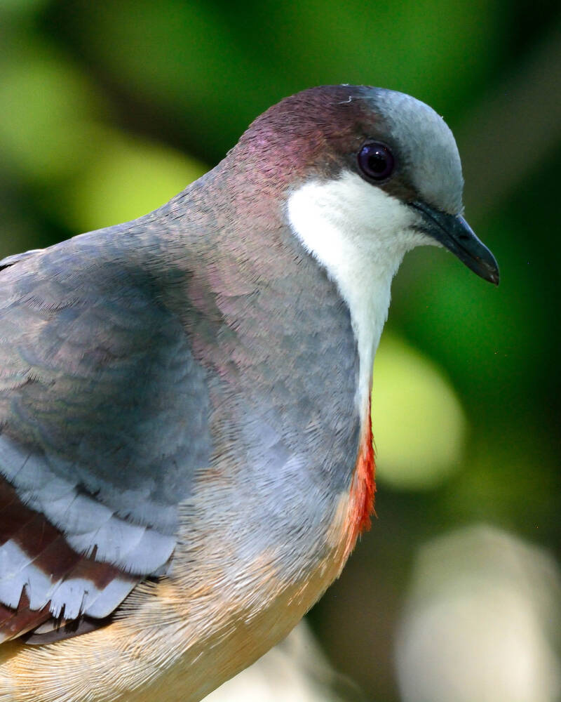 Luzon Bleeding Heart (1)