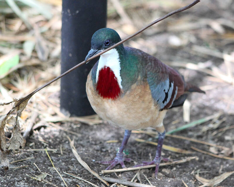 Luzon Bleeding Heart (2)
