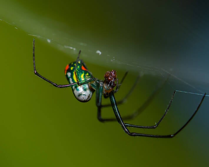 Mabel Orchard Spider (1)