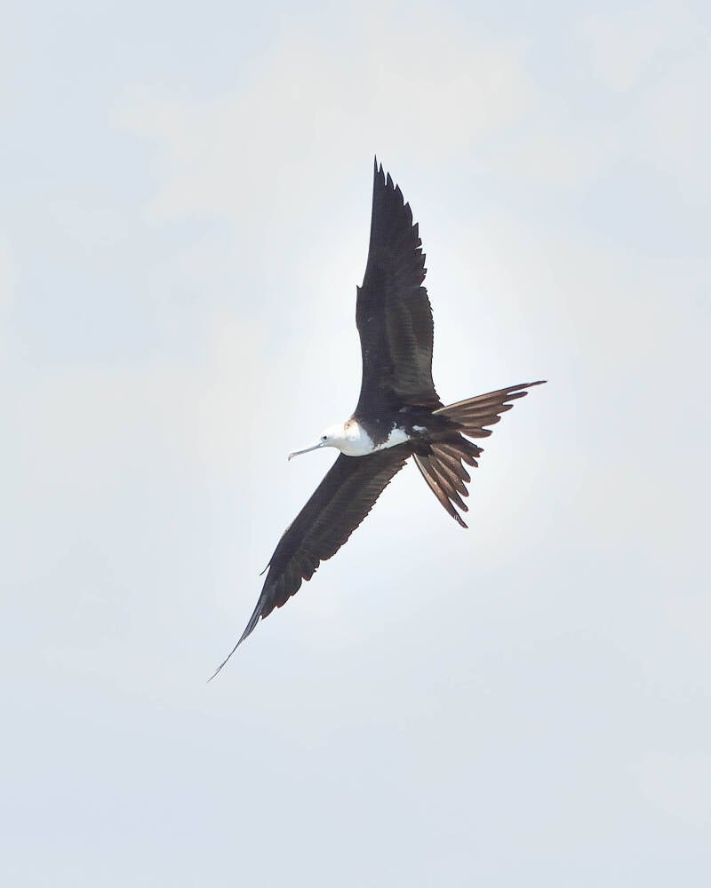 Magnificent Frigate Bird (3)