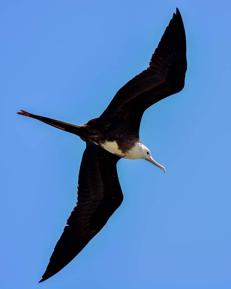 Magnificent Frigatebird (1)