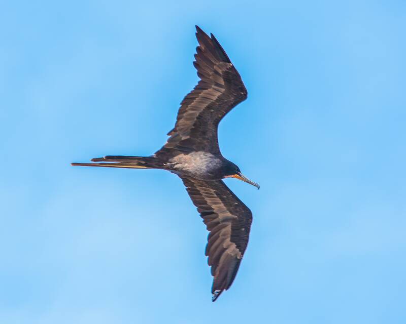 Magnificent Frigatebird (2)