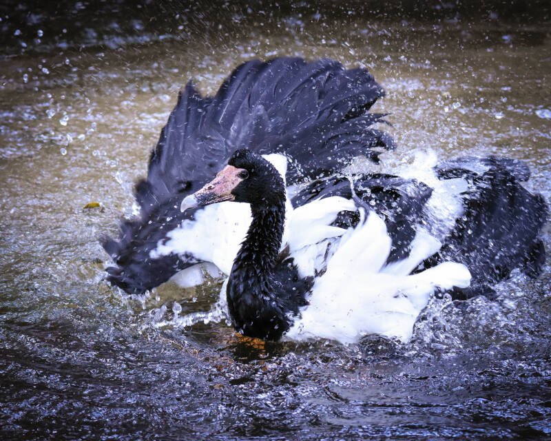 Magpie Goose (3)