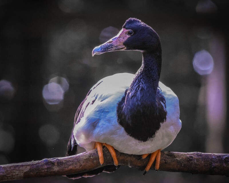 Magpie Goose (2)