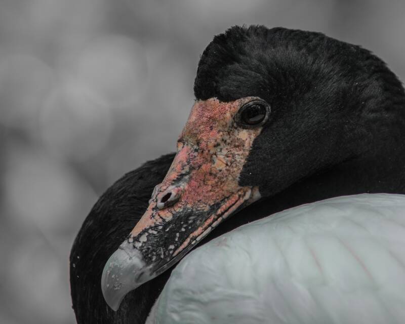 Magpie Goose (1)